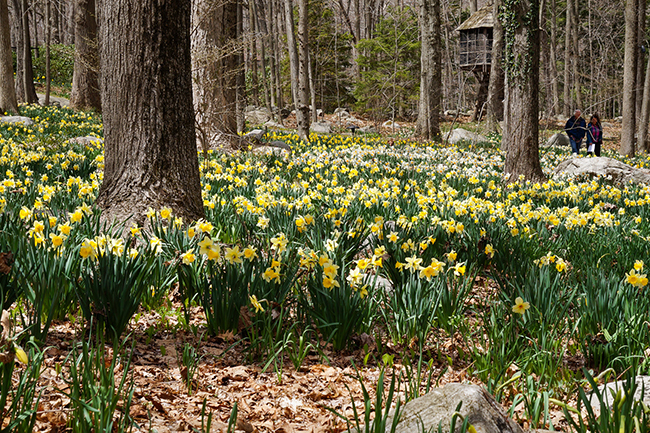 Westchester County, NY Open Day